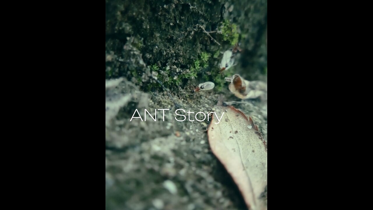 ANT story