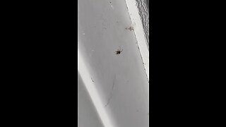 Garage Spider