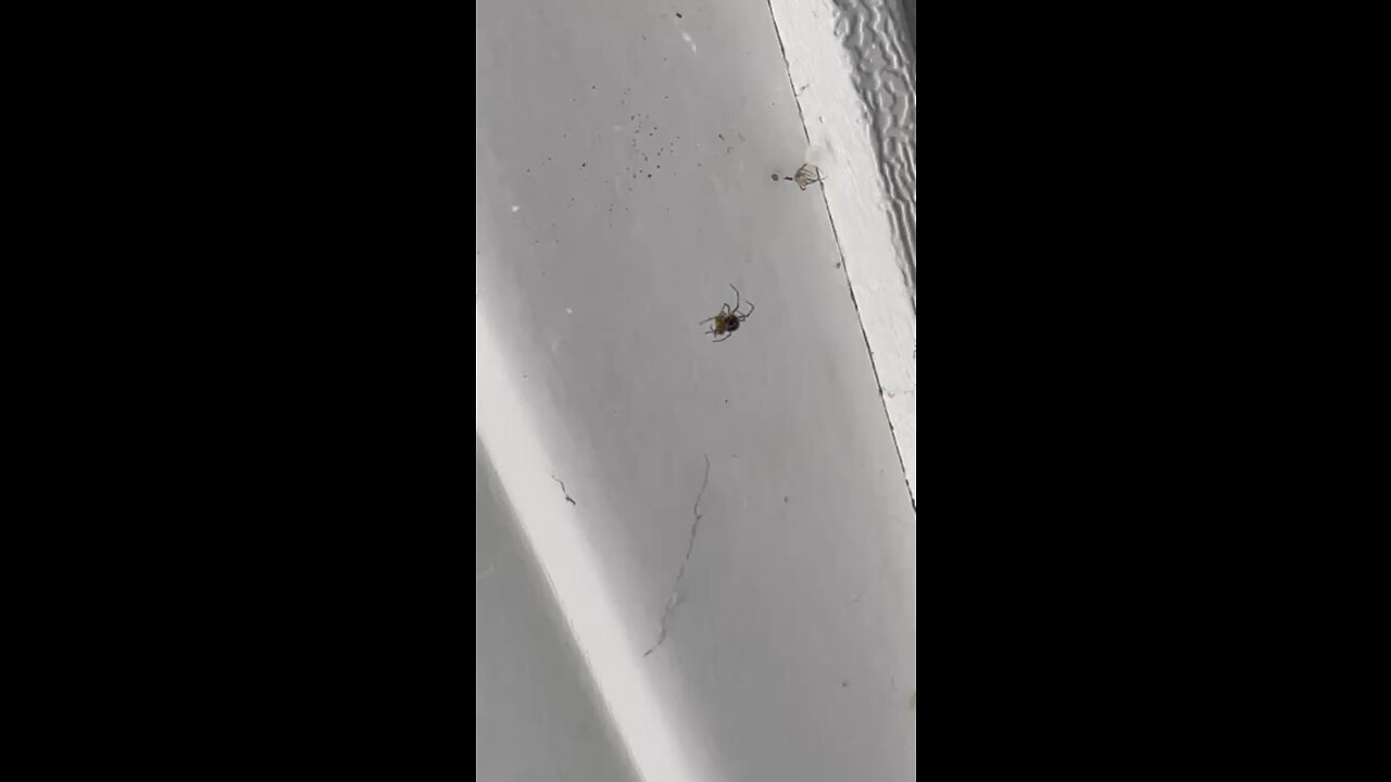 Garage Spider