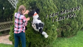 Dog is too adorable as it helps looking for tennis ball