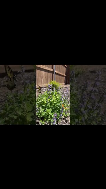 My Catmint brings the Pollinators to the yard🎶