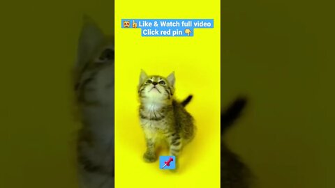 CUTE AND FUNNY CAT COMPILATION OF 2022 PART 5 😻🥰