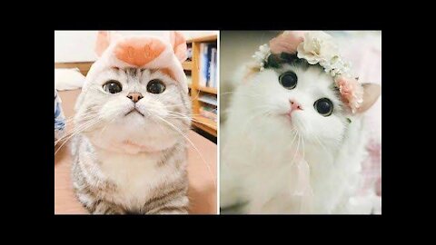 Baby_Cats_Cute_and_Funny_Baby_Cat_Videos_Compilation__#short