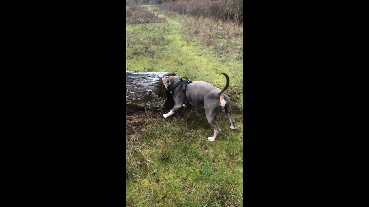 Mousie log