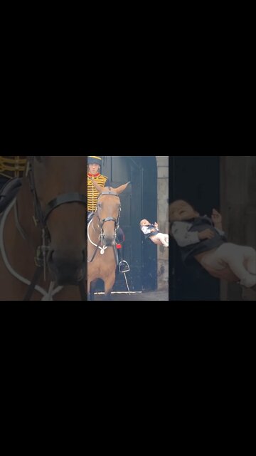 Father of the year goes too #horseguardsparade