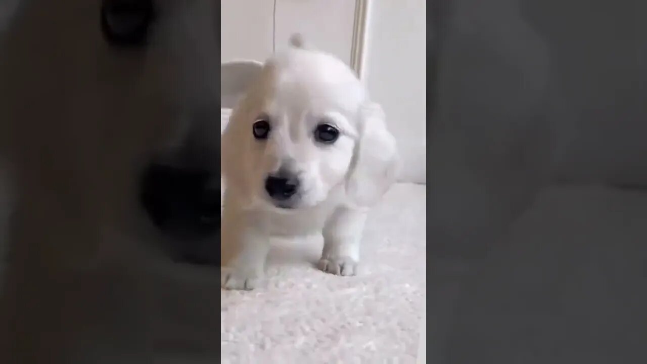 Cute Cat Funny Video❤️😍🥰😄😋 #short #cutecat #cat #shorts #youtube #cute #funny #viral #trending