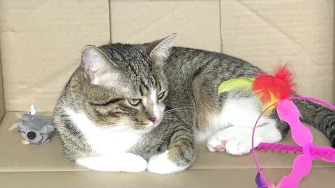 This Funny Cat Loves Boxes