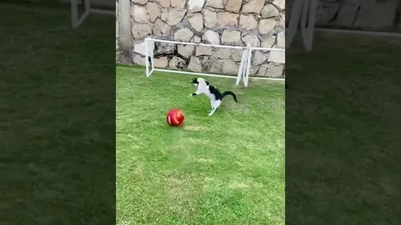 Goalkeeper 😂😂#pet #catlover #catsoftiktok #fyp #cats #fypyou #tiktok #funnycat #funnyvideos #shorts