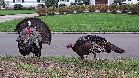 Turkey. Turkey. Turkey.