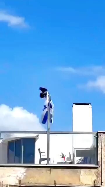 Even the jackdaws are sick of Israel