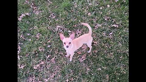 Harley the puppy getting his exercise