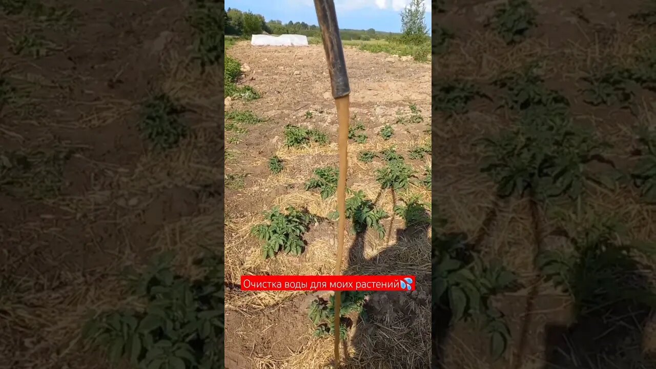 Очистка Воды для моих Растений | #shorts #short #shortvideo #shortsfeed #shortsvideo #food #farming