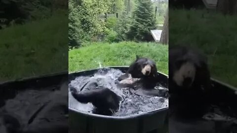 A nice bear🐻🐻 playing with water #shorts