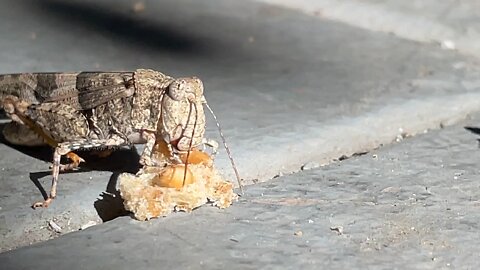 Grasshopper Eating