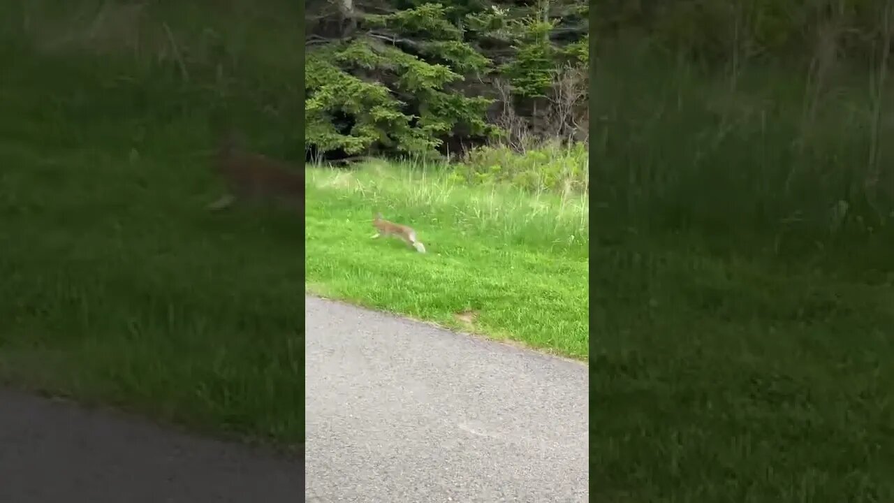 Up close with a bunny