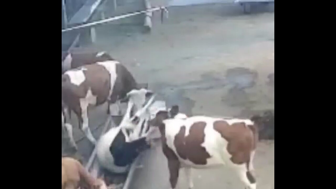 Cow Couple Fighting