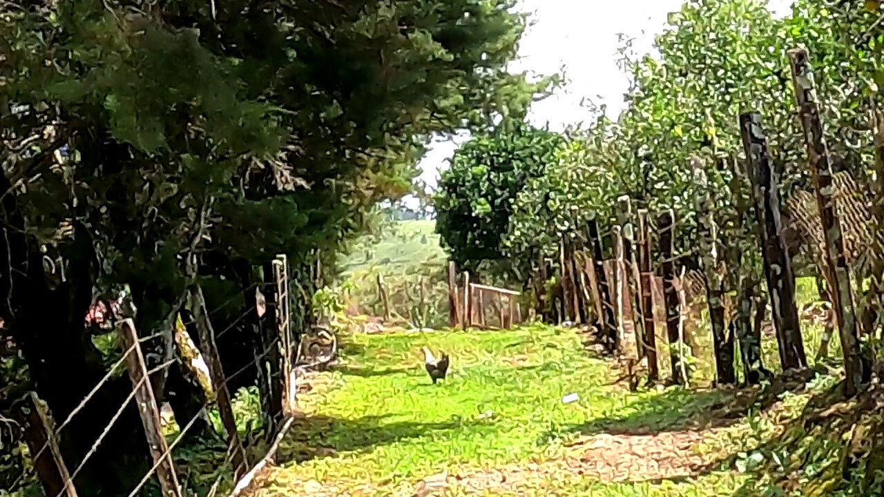 Paradise found, Chickens lost