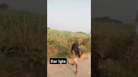 नैन ता हीरे #ytshorts #rudrakrishna #dog #dogshorts #animal @rudrakhatanagurjjar