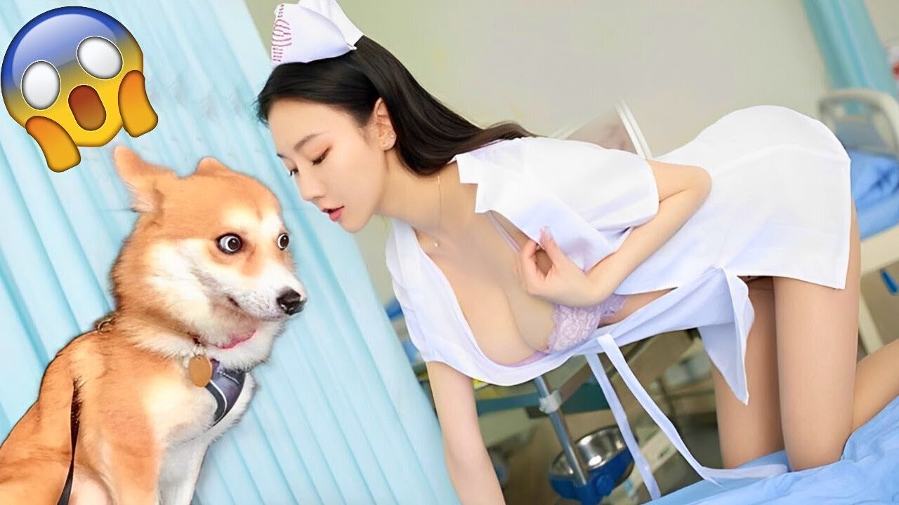 Funny Animal Videos 2023 😂 - Funniest Dogs And Cats Videos 😺