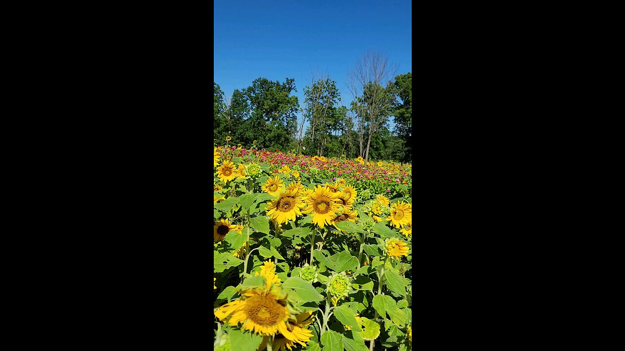 sunflowers