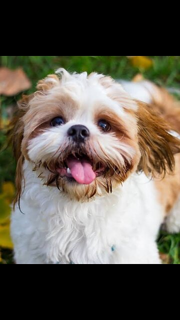 Top 10 Cutest Dogs in the World 🐶🐕🐾❤️😍🥰