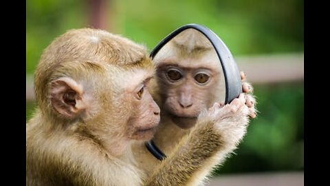 So Lovely Cute Monkey Animal Videos