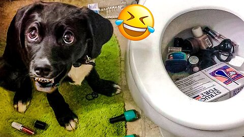 Try Not To Laugh Dogs And Cats 😁 - Funniest Animals Video 2023 🐧 Part :- 10