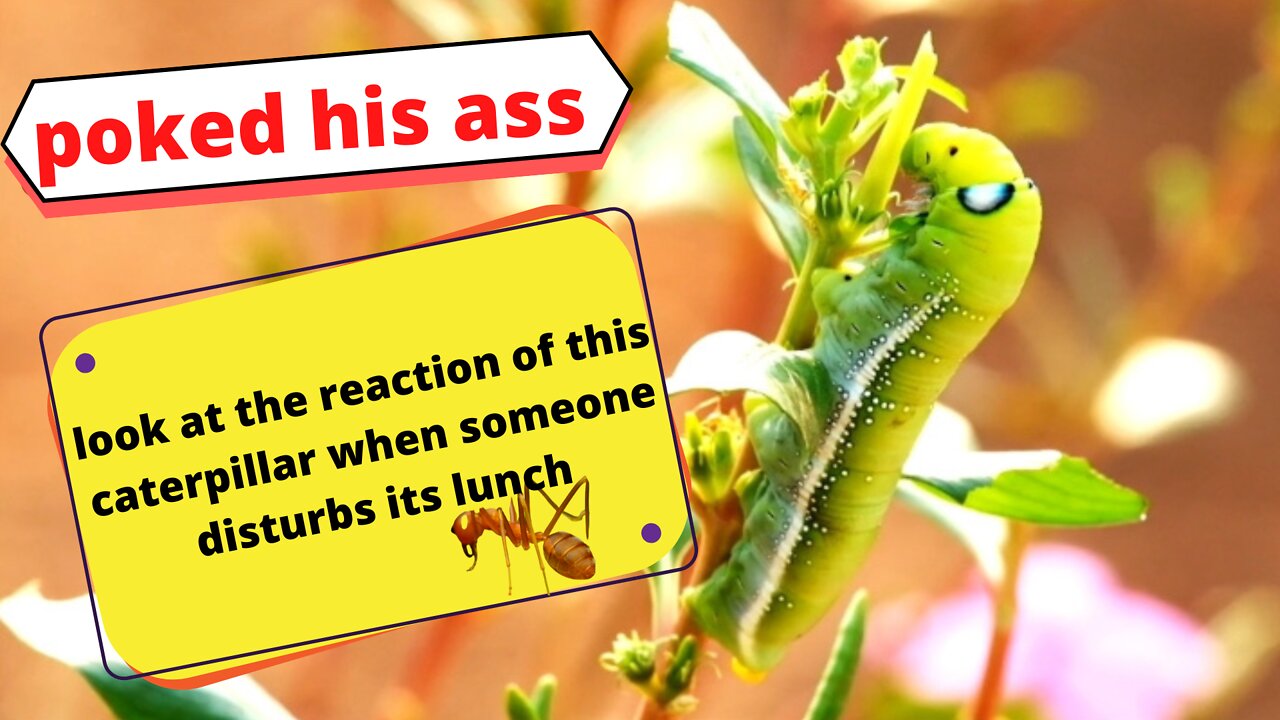 Poked ass !! Look at the caterpillar's reaction when an ant pokes its ass