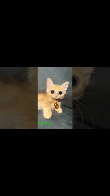 funny viral / cut cat