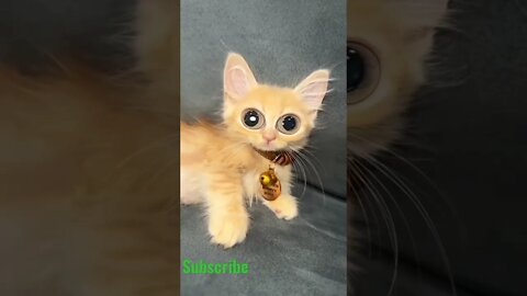 funny viral / cut cat