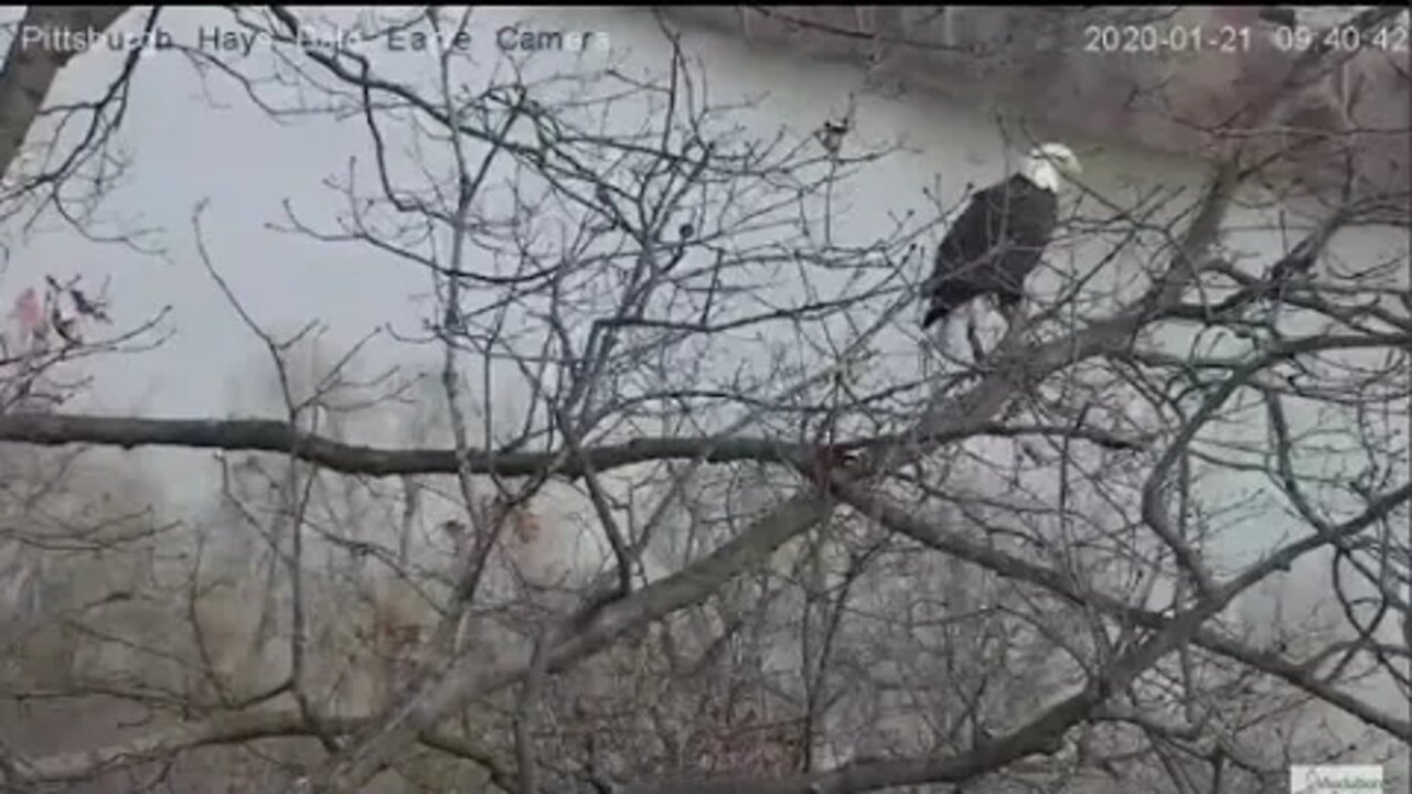 Hays Eagles Mom leaves and fly's down river 1.21.20