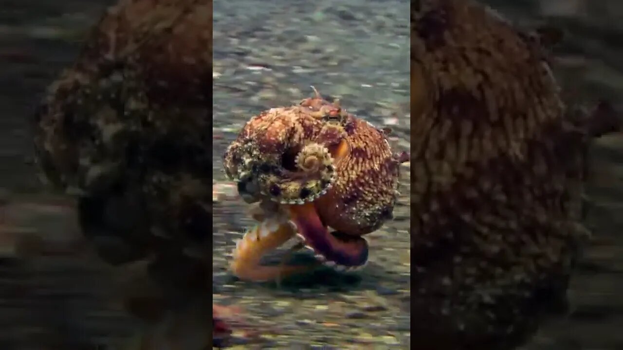 Octopuses have six arms and two legs