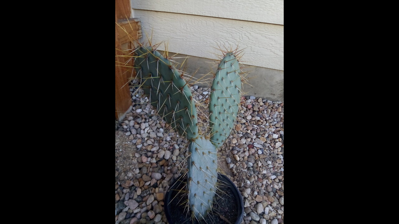 Using cactus plants in the yard