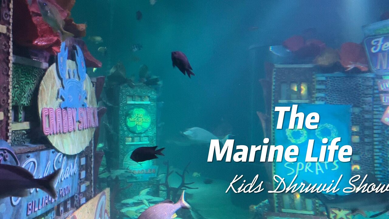 The Sea Life @American-Dream-Mall #marinelife