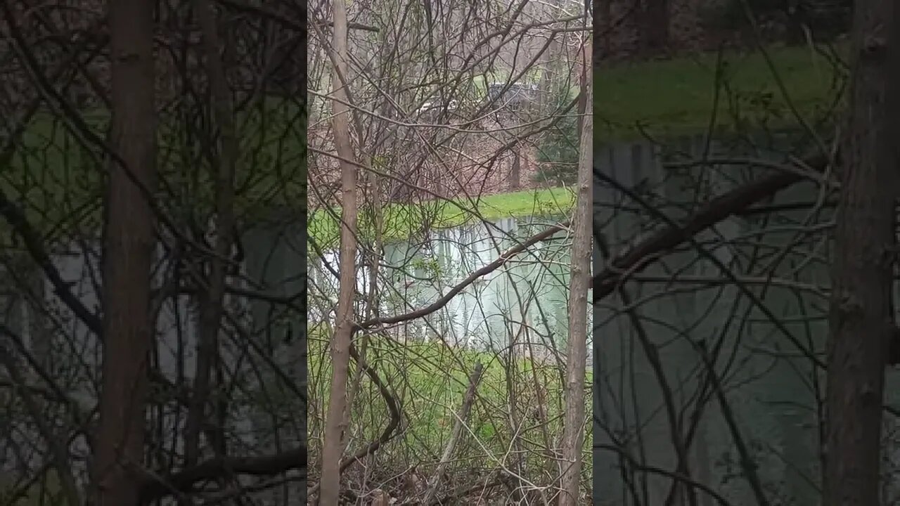 Ducks Taking a Morning Swim