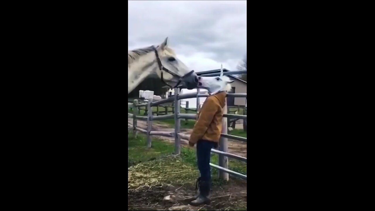 funny videos