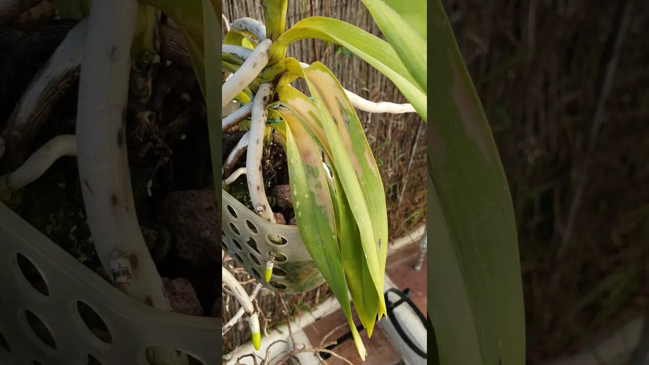 Drowned out Vanda leaves #shorts