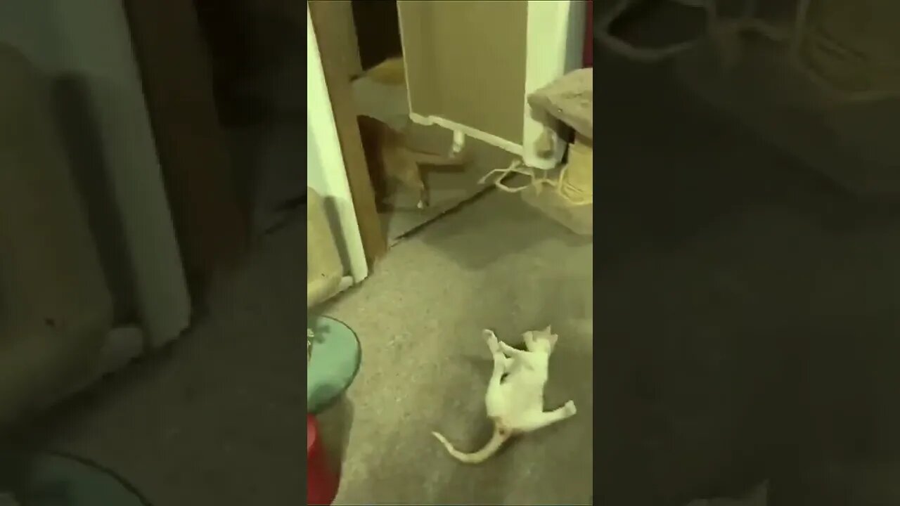 kitten will nagin dance to opposite a cat