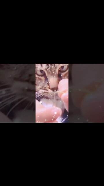 funny cat #videoshort #lucu #shorts #cat #funnycats