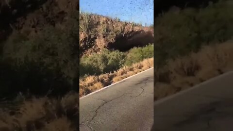 Huge number of bats coming out of a cave.