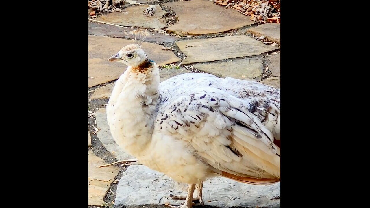 Henrietta loves her mealy worms :)