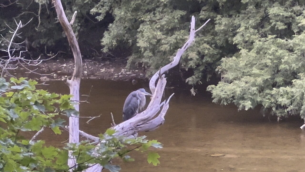 Juvenile sleepyhead Great Blue Heron