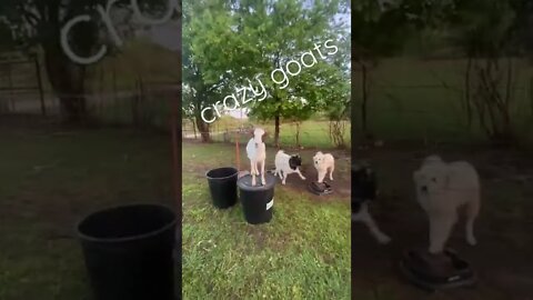 Crazy Goats! #shorts #goatfarmer #goats