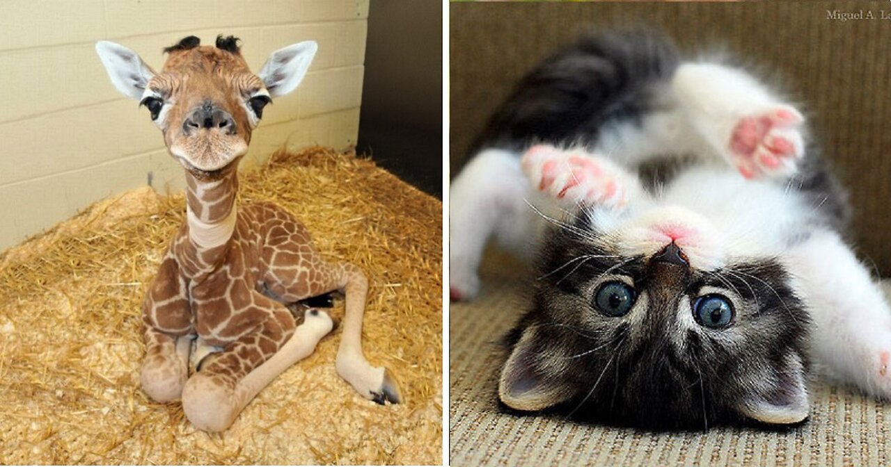 15 Adorable Animals That Will Melt Your Heart