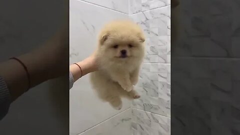 Cute Puppy Bath - Funny Dog Puppies #puppydog #petpuppy