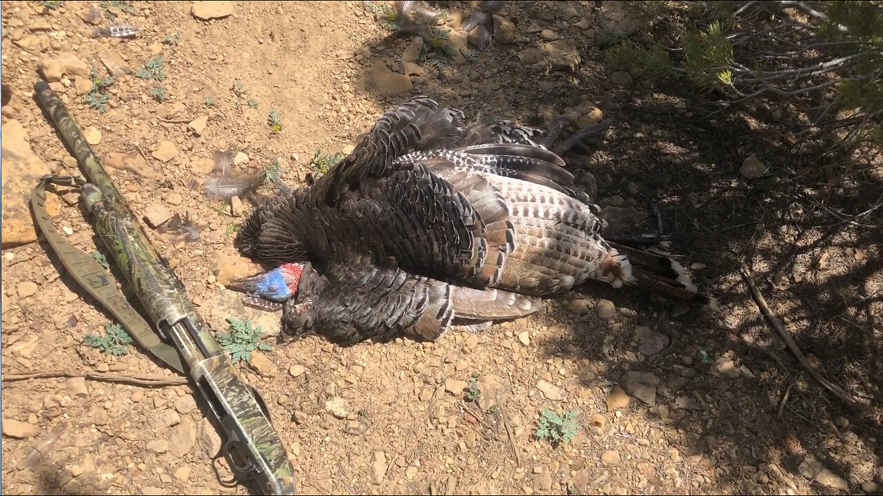 Successful Spring Turkey Hunt 2023