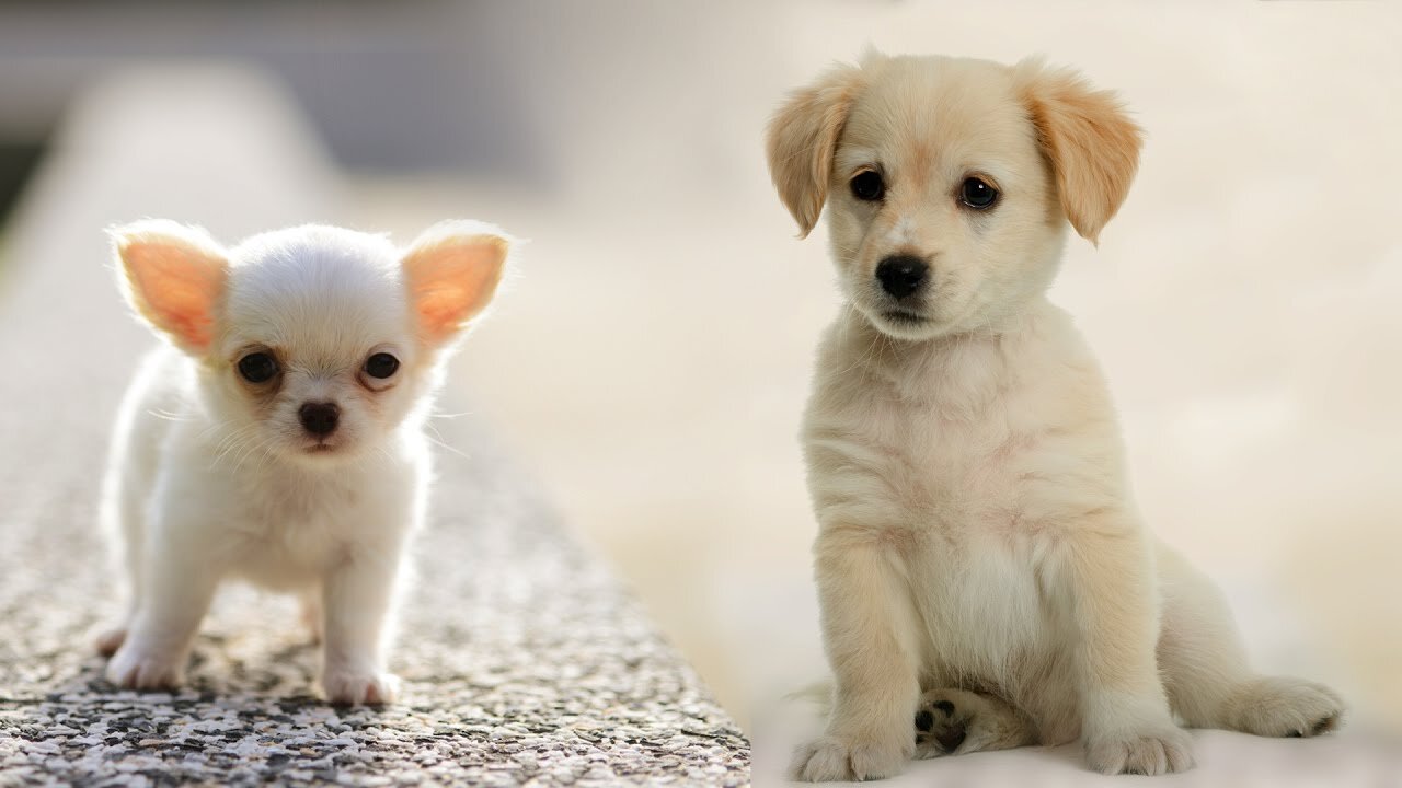 Very funny video about dogs!!!