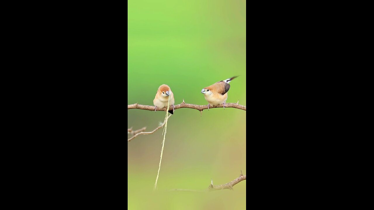 very beautiful and naughty little sparrows