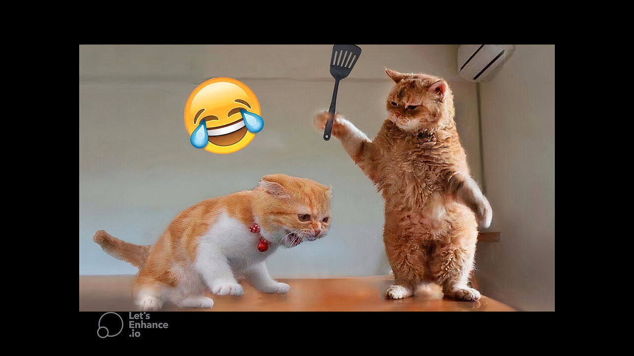 Funny Animal Videos of the year 2024. relax with cute animals video 😻