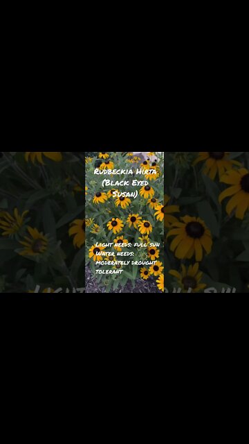 Black Eyed Susan